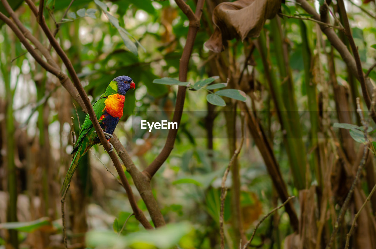 BIRD PERCHING ON TREE