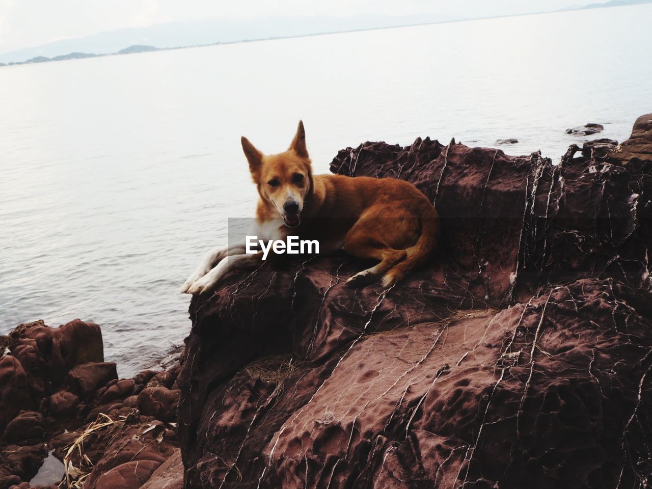 PORTRAIT OF DOG ON ROCK AT SEA SHORE