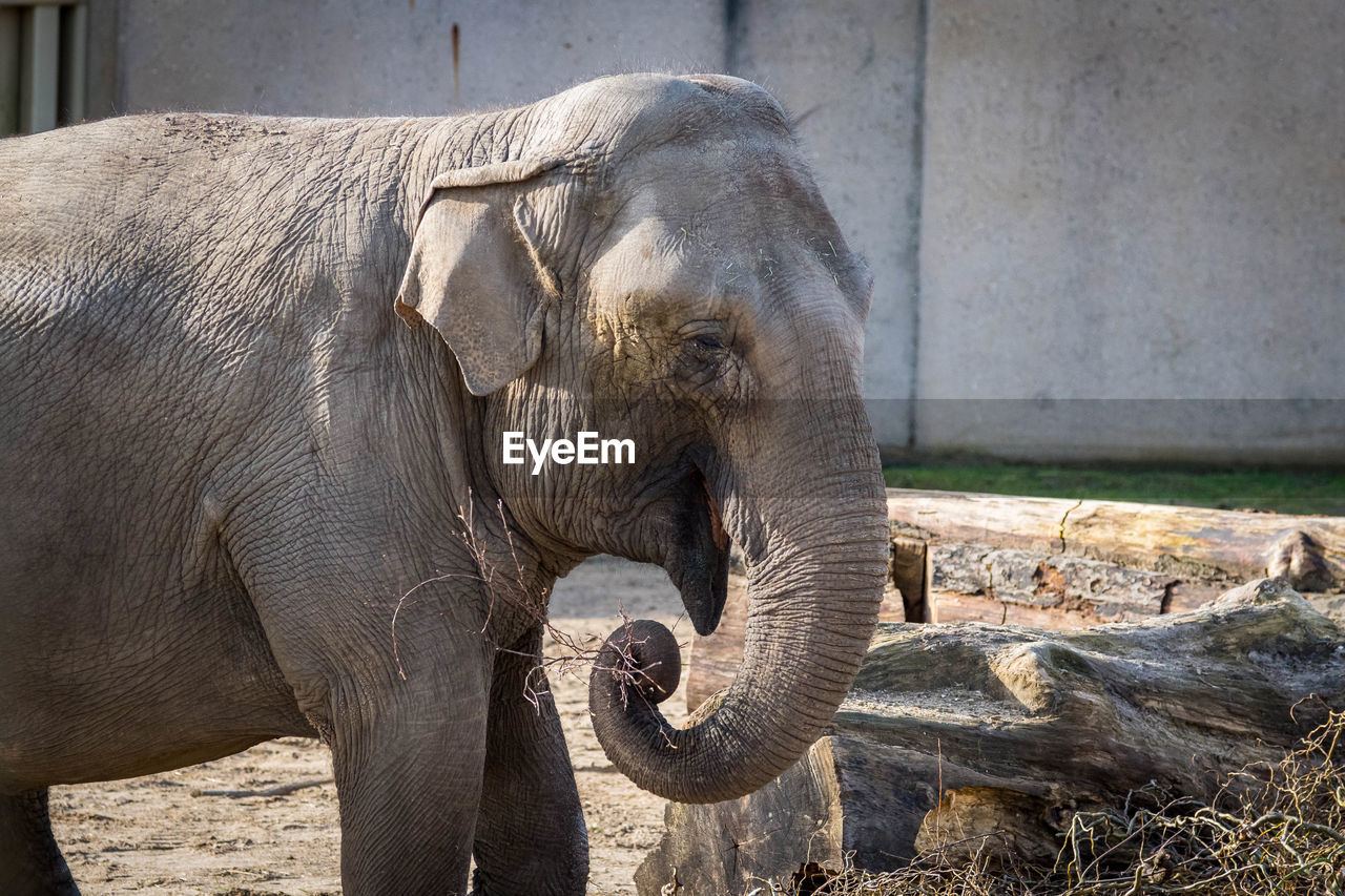Close-up of eating elephant in zoo