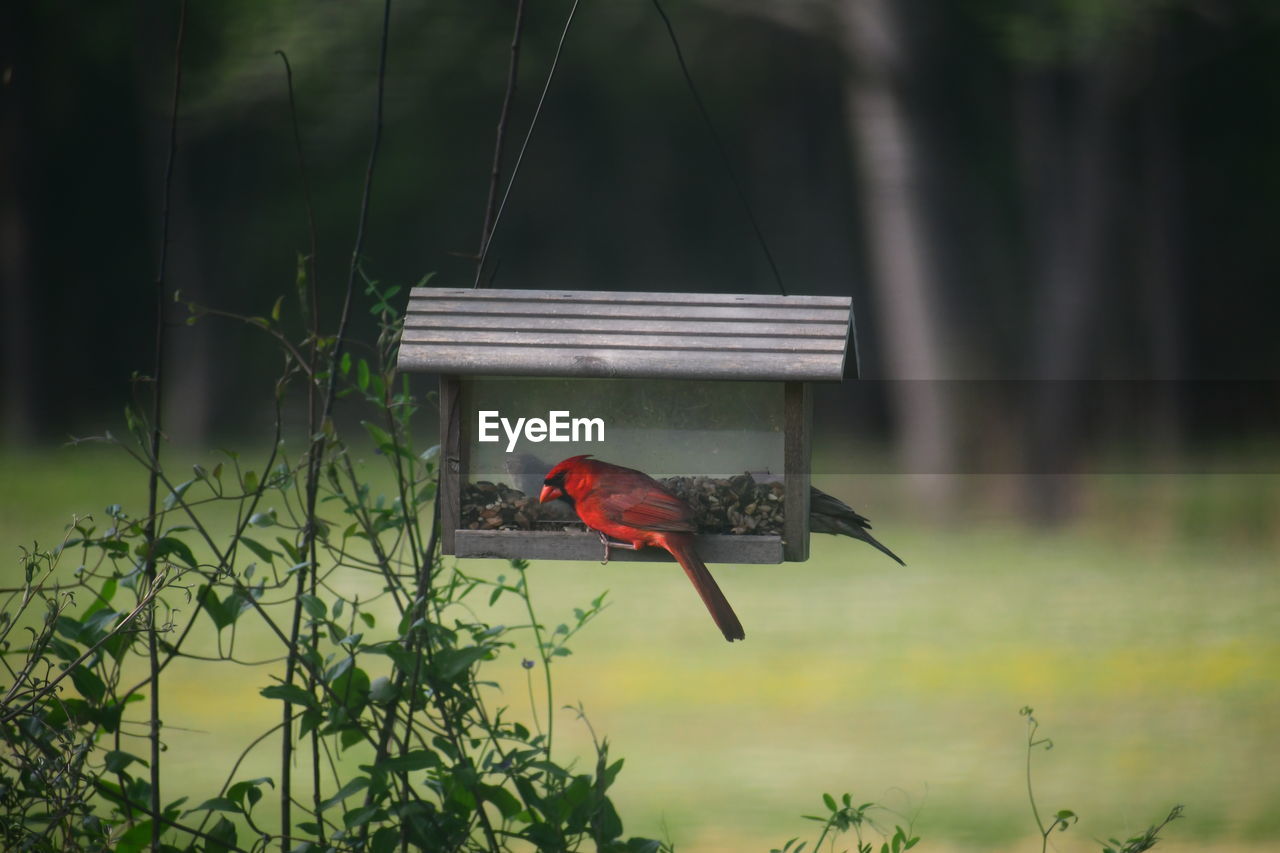 Bird perching on a wooden bird feeder 