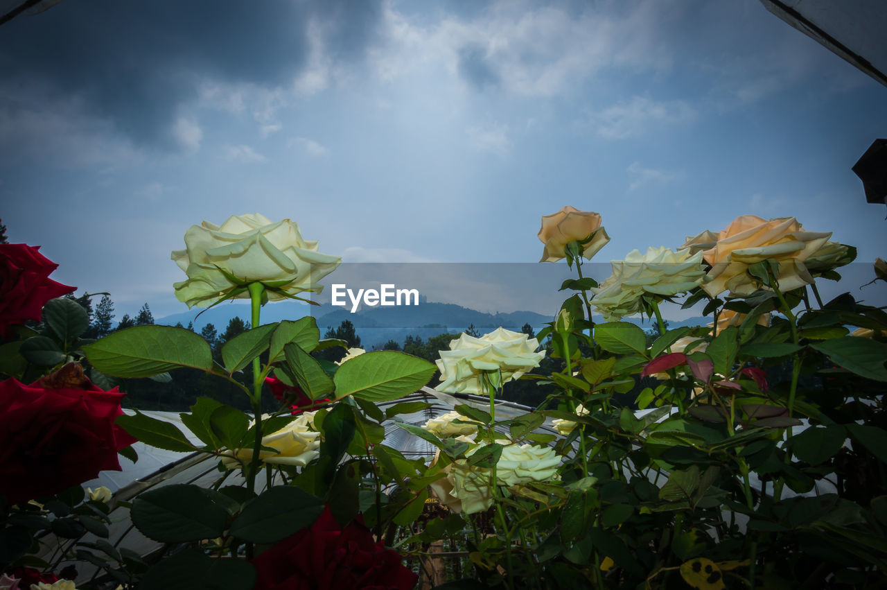 Low angle view of flowers against sky