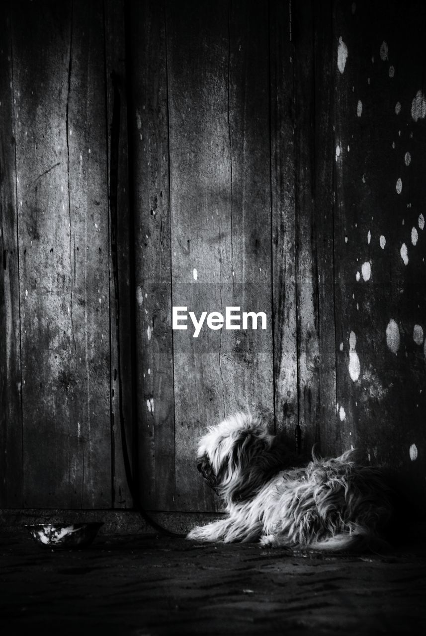 Hairy dog sitting on footpath by wooden wall