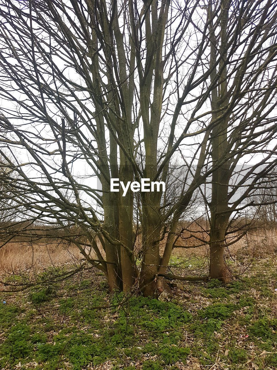 TREES IN GRASS