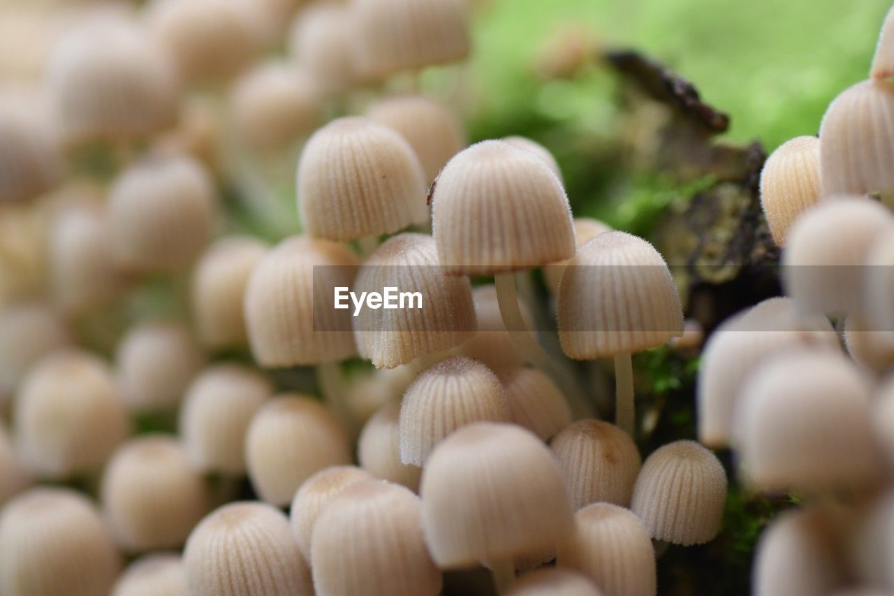 food, vegetable, mushroom, food and drink, selective focus, close-up, fungus, large group of objects, no people, plant, freshness, abundance, growth, oyster mushroom, nature, healthy eating, day, agaricaceae, agaricus, wellbeing, outdoors, edible mushroom, focus on foreground, macro photography, land