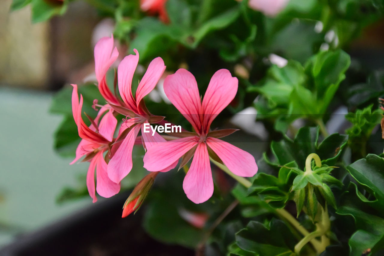 Close-up of pink flowering plant