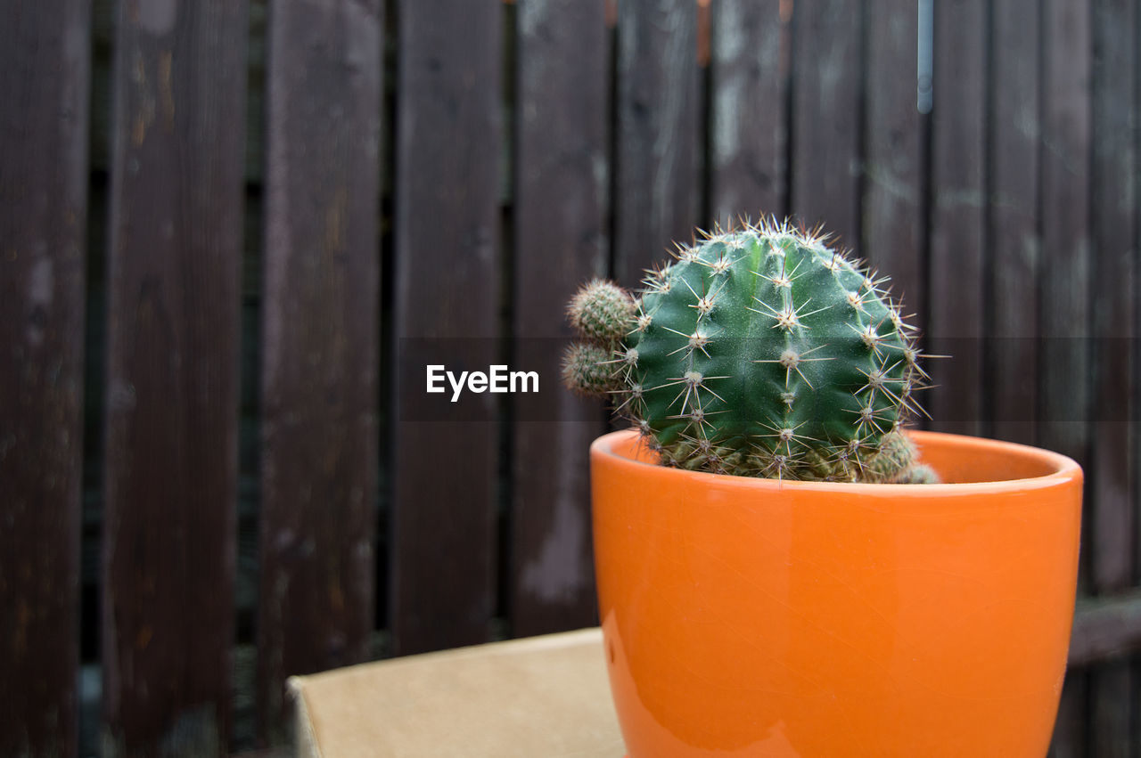 CLOSE-UP OF SUCCULENT PLANT