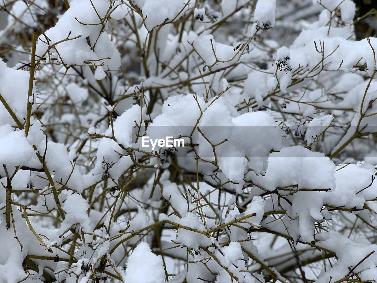 CLOSE-UP OF SNOW COVERED TREE BRANCHES