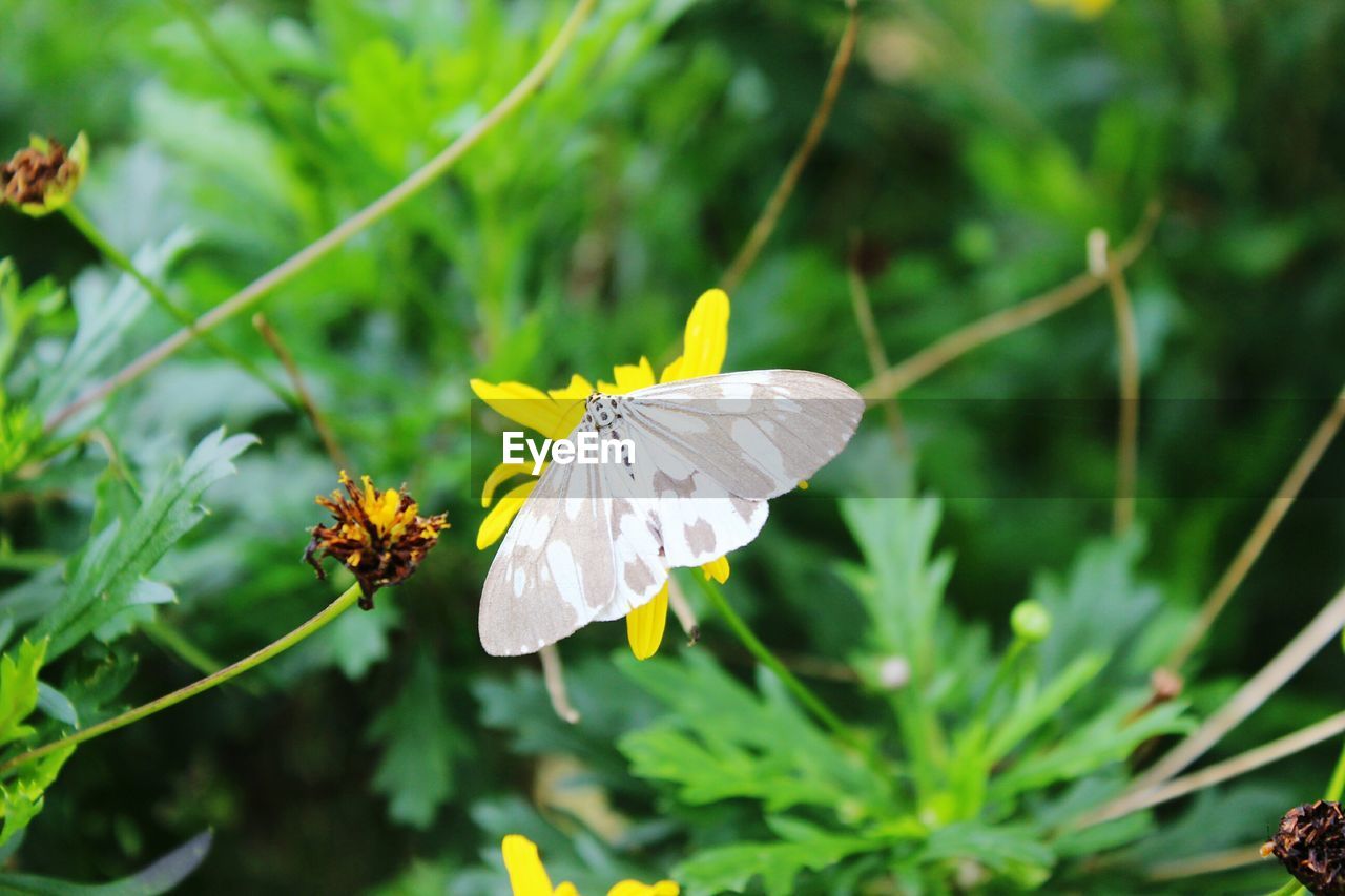 CLOSE-UP OF INSECT ON FLOWERS