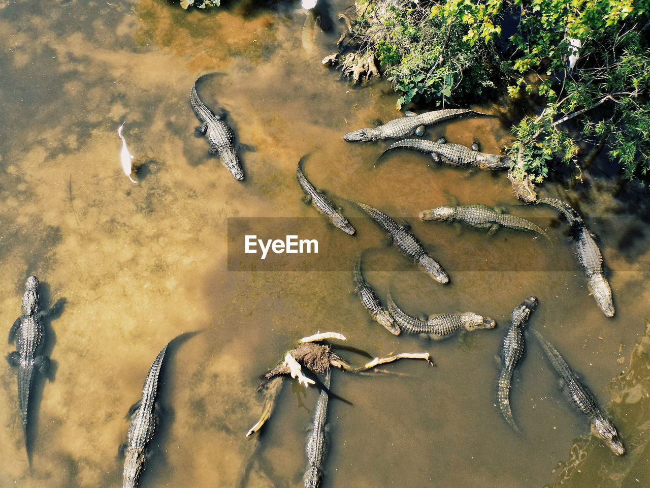 High angle view of crocodiles in shallow lake