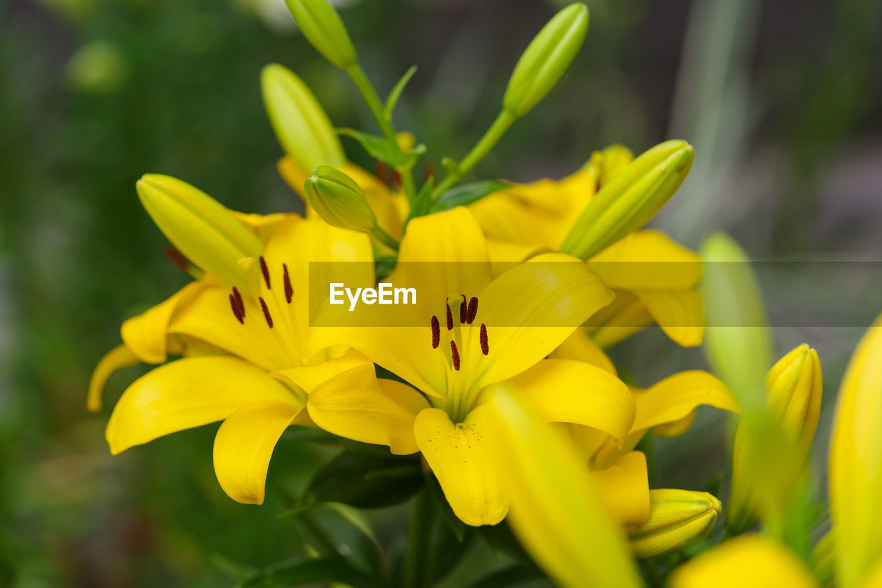 Close-up of yellow flowering plant