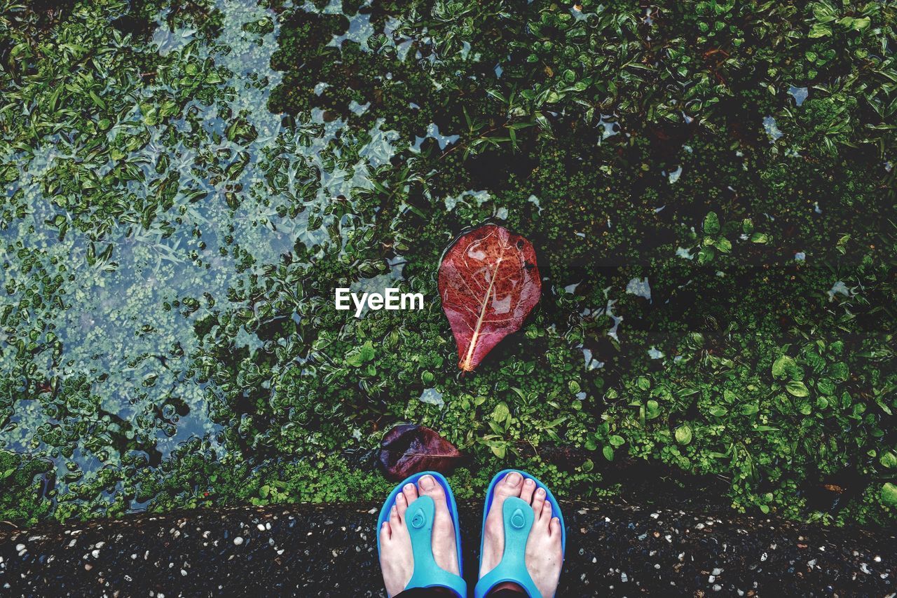 Low section of woman standing by plants growing in lake