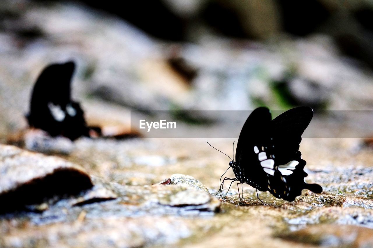 CLOSE-UP OF BUTTERFLY IN THE BACKGROUND