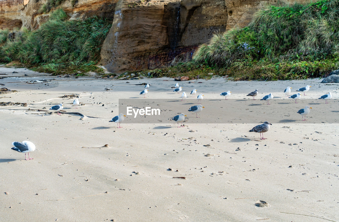 land, beach, sand, sea, nature, shore, water, coast, rock, day, animal, body of water, beauty in nature, bird, no people, animal wildlife, animal themes, outdoors, wildlife, plant, scenics - nature, tranquility, environment