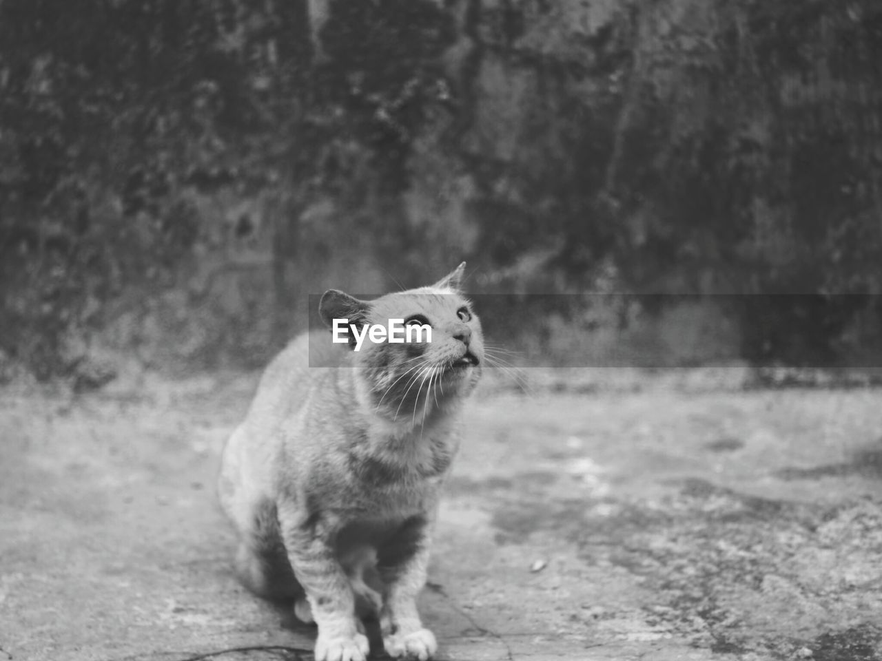 Close-up of cat sitting on floor