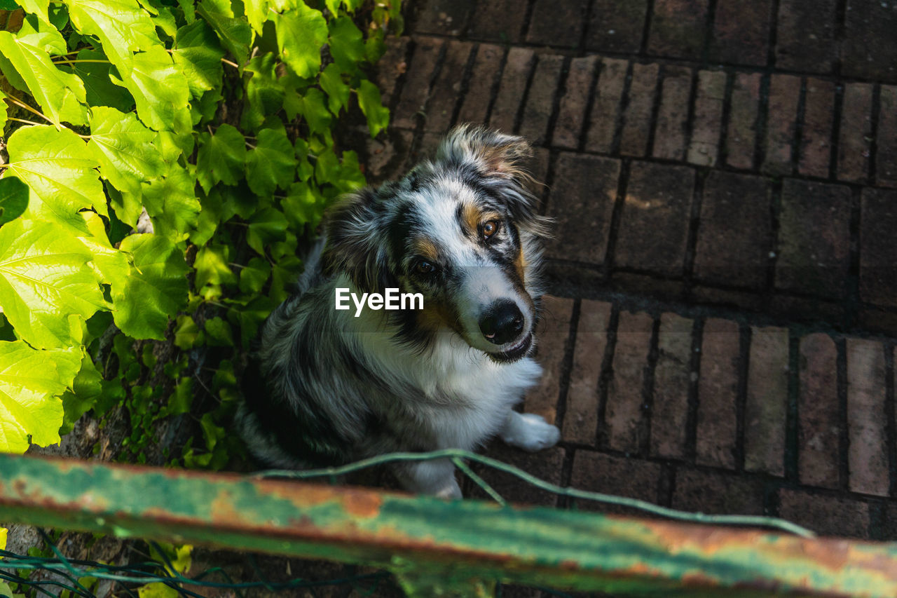 High angle portrait of dog by plants