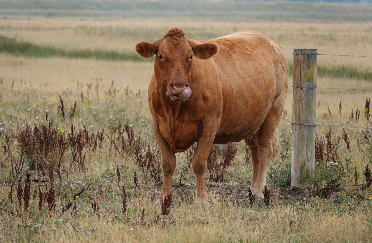  cow standing in a field with tongue out