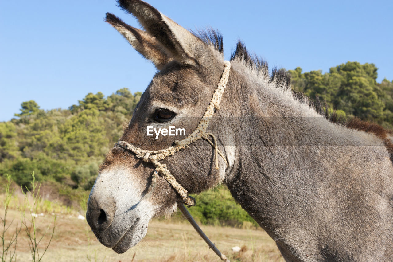 Donkey from lastovo island, croatia