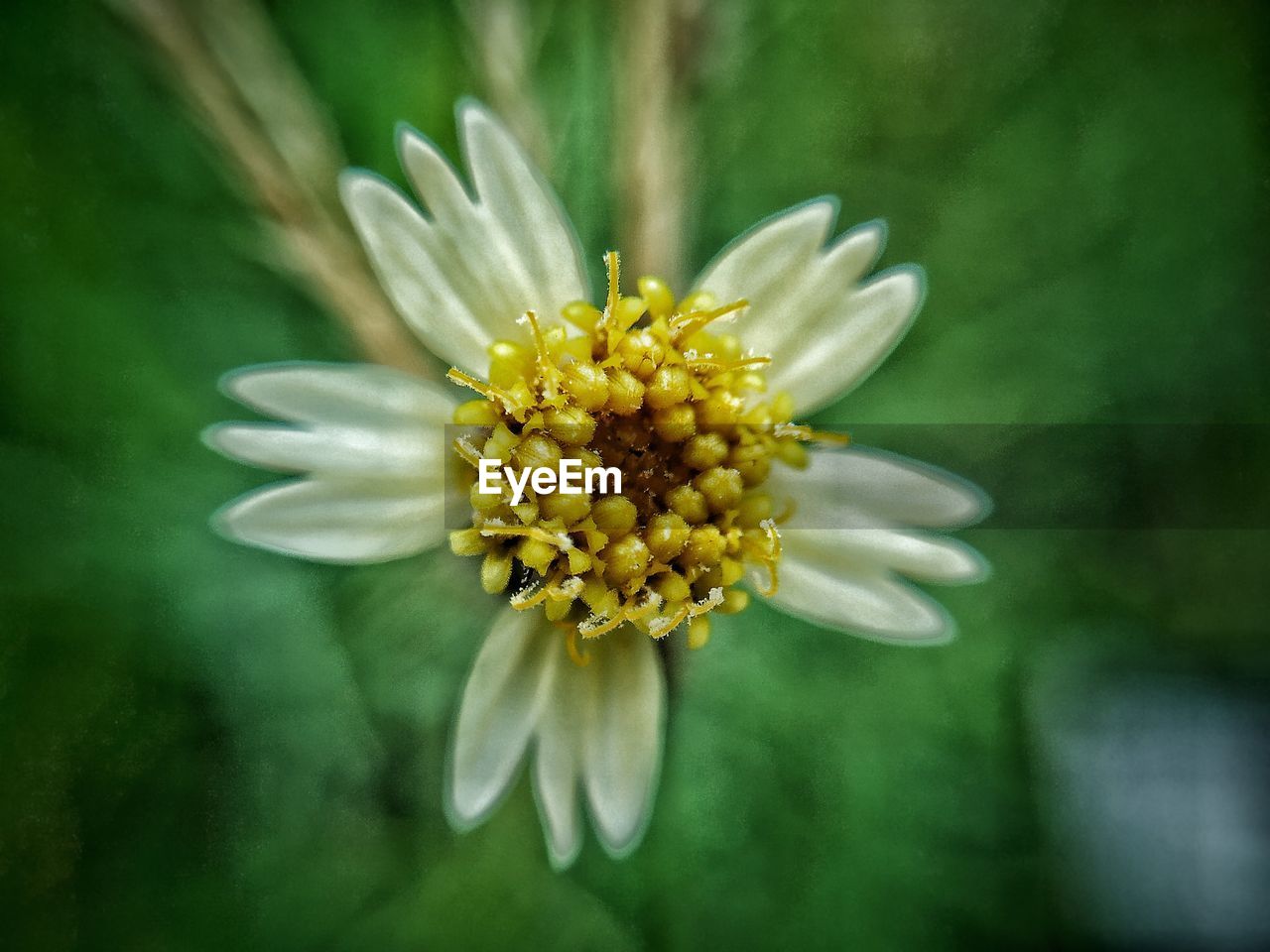 CLOSE-UP OF YELLOW FLOWER