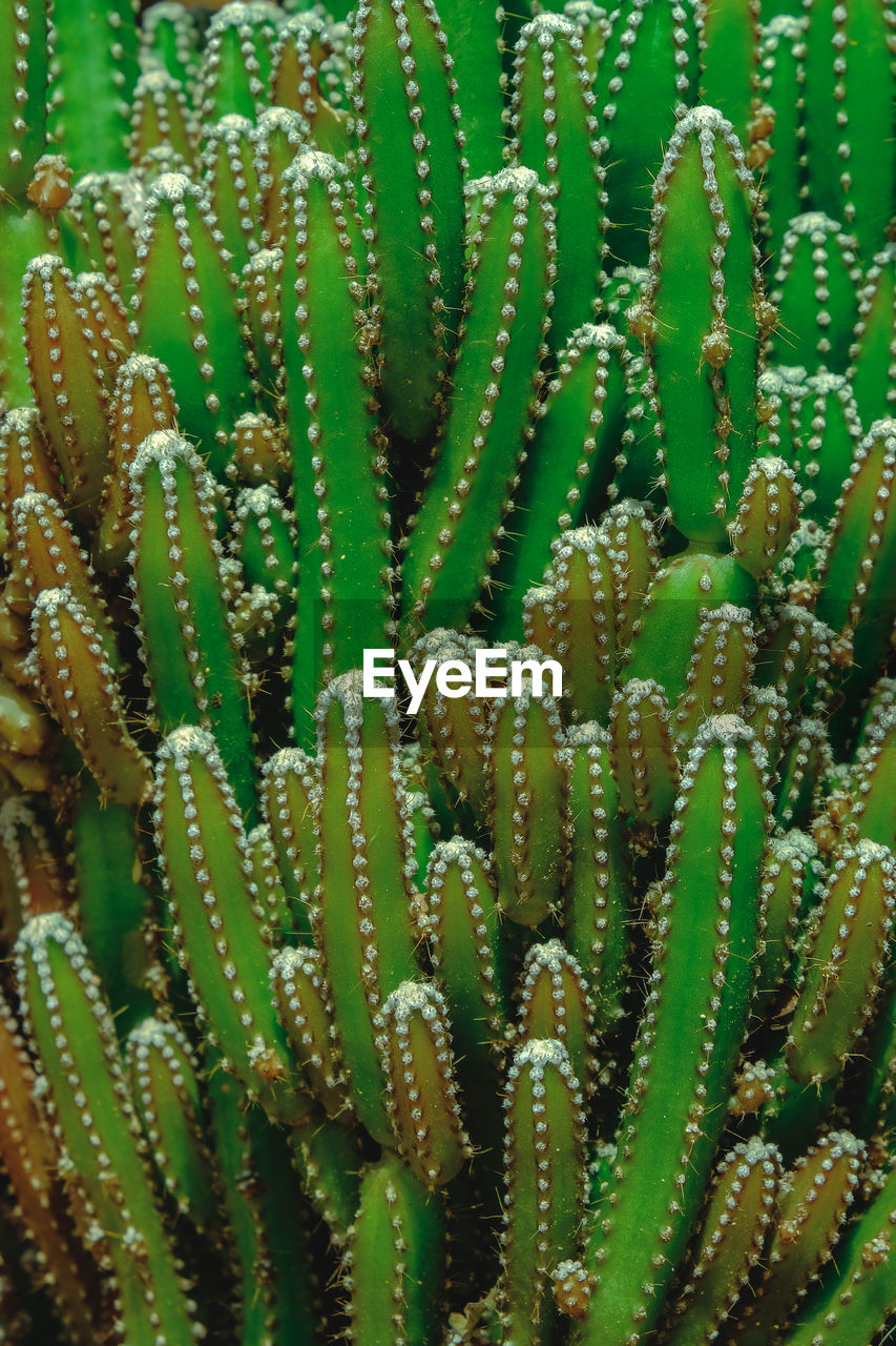 Full frame shot of succulent plants