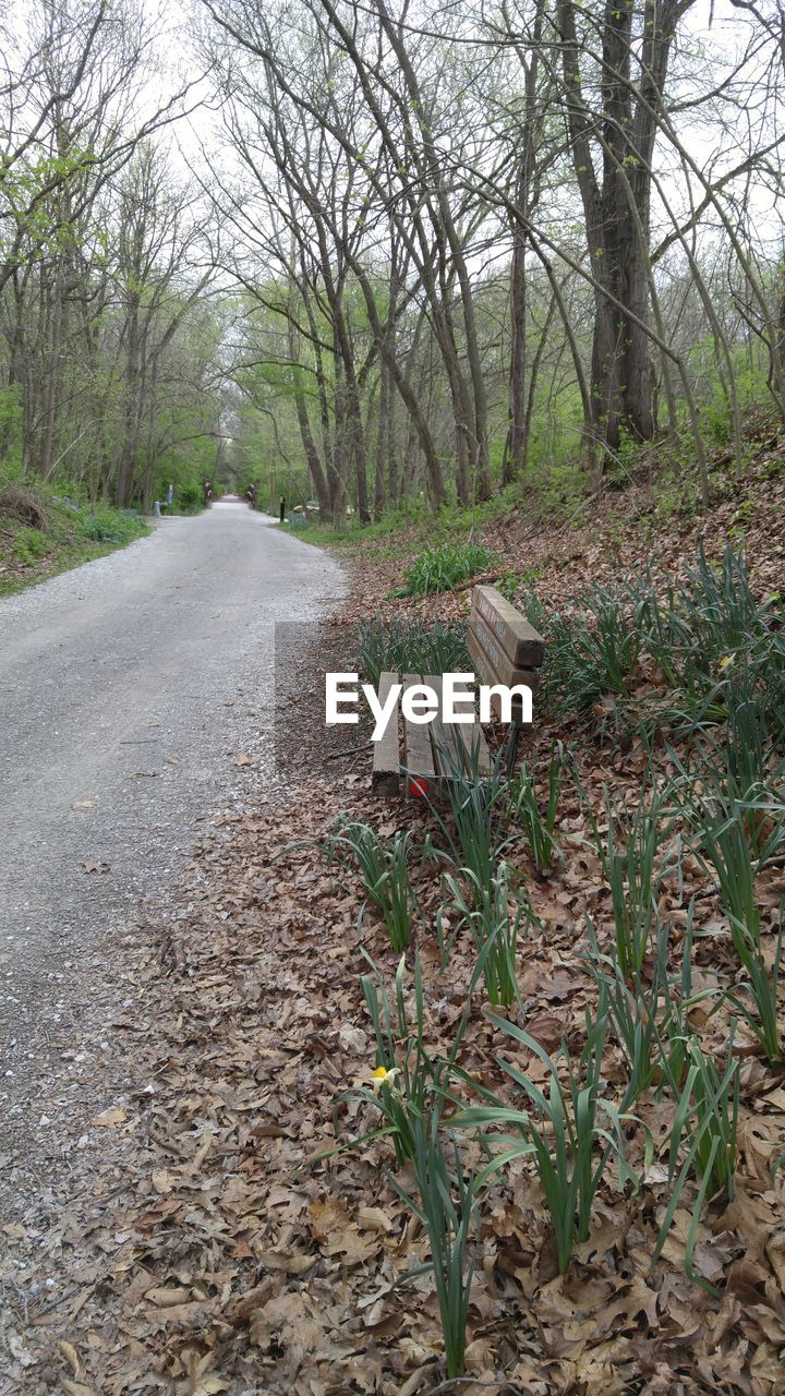 ROAD AMIDST TREES IN FOREST