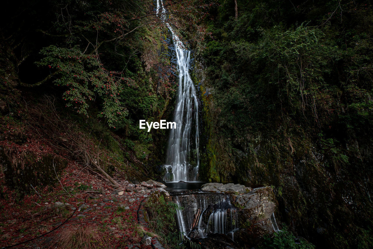 Scenic view of waterfall in forest