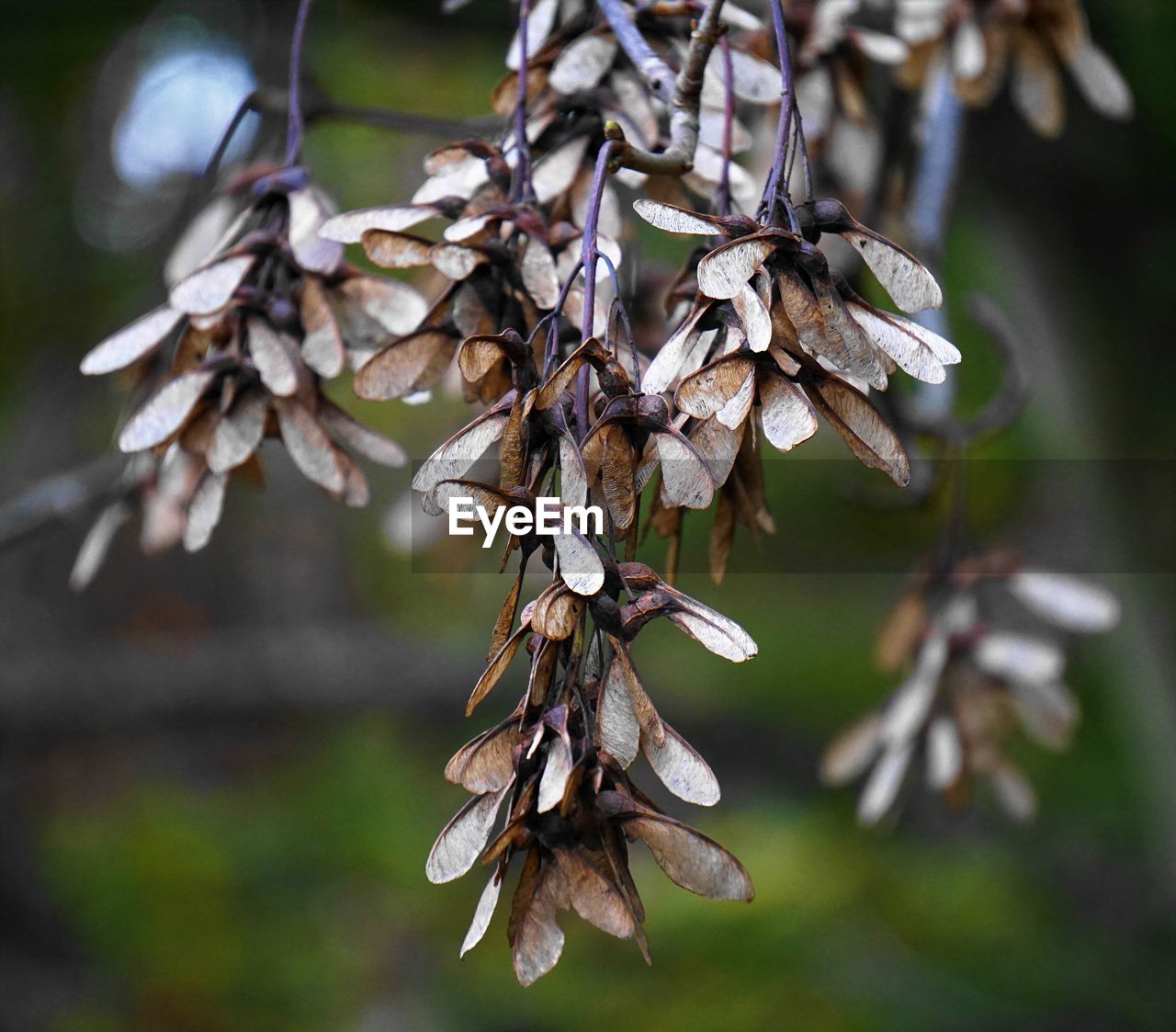 Close-up of wilted plant