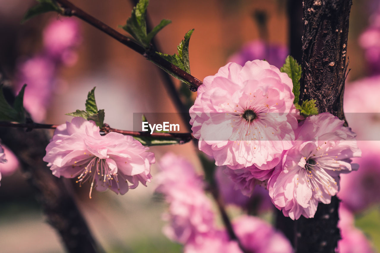 CLOSE-UP OF PINK CHERRY BLOSSOMS ON TREE