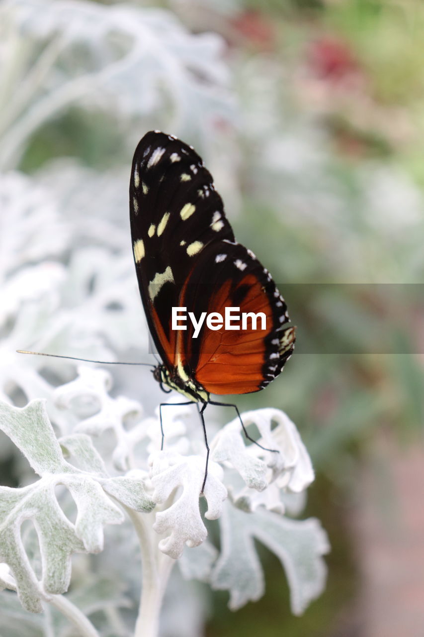 CLOSE-UP OF BUTTERFLY POLLINATING ON ORANGE FLOWER