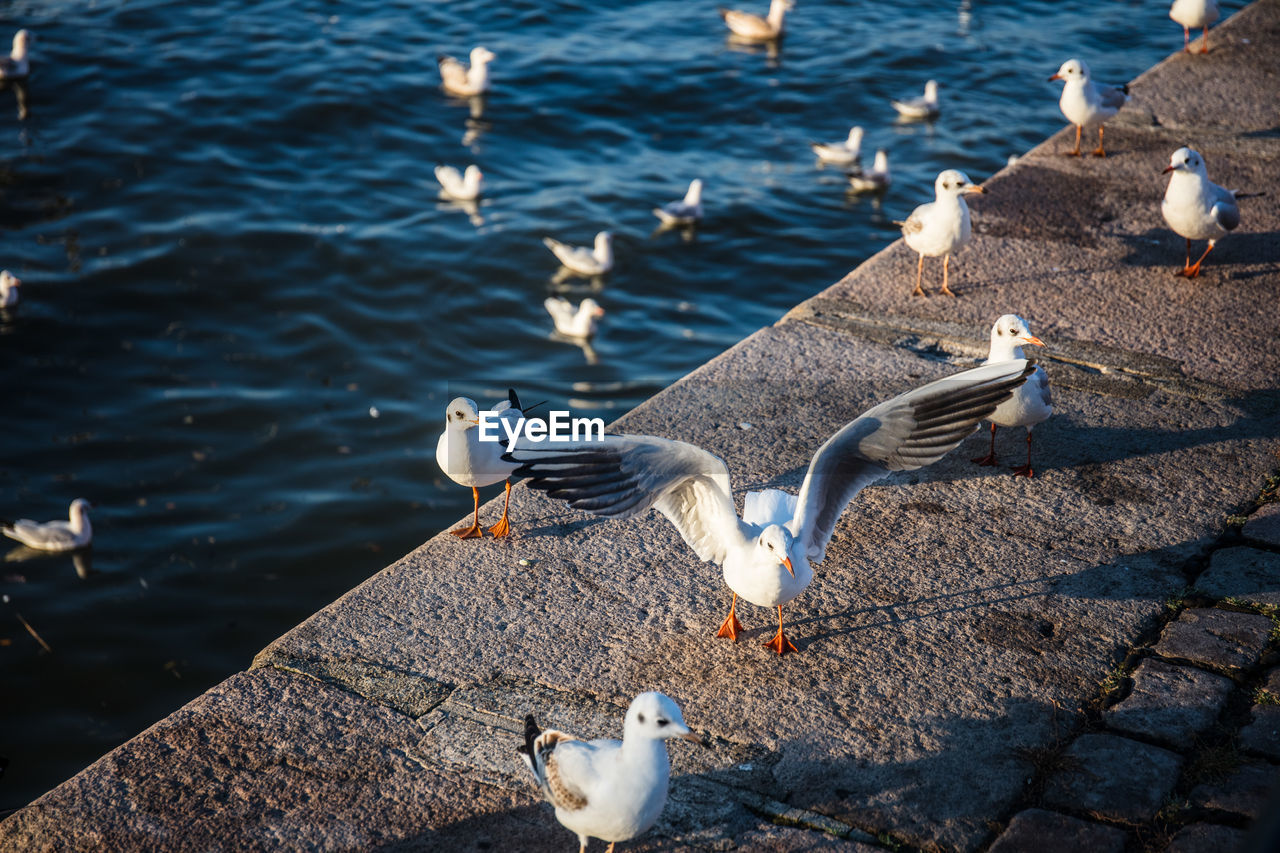 HIGH ANGLE VIEW OF SEAGULLS AND BIRDS IN LAKE