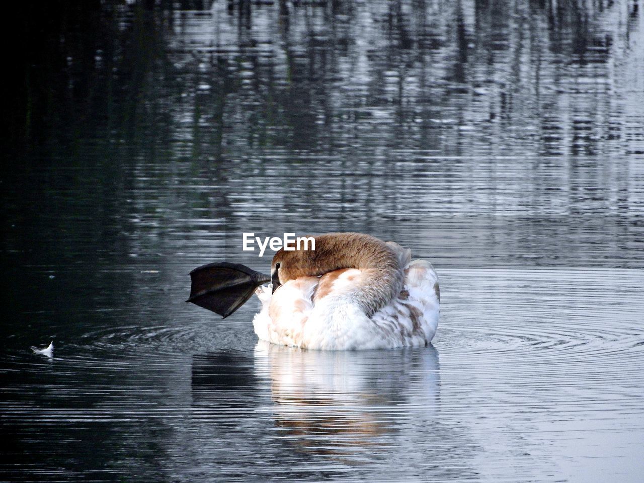 CAT DRINKING WATER IN LAKE