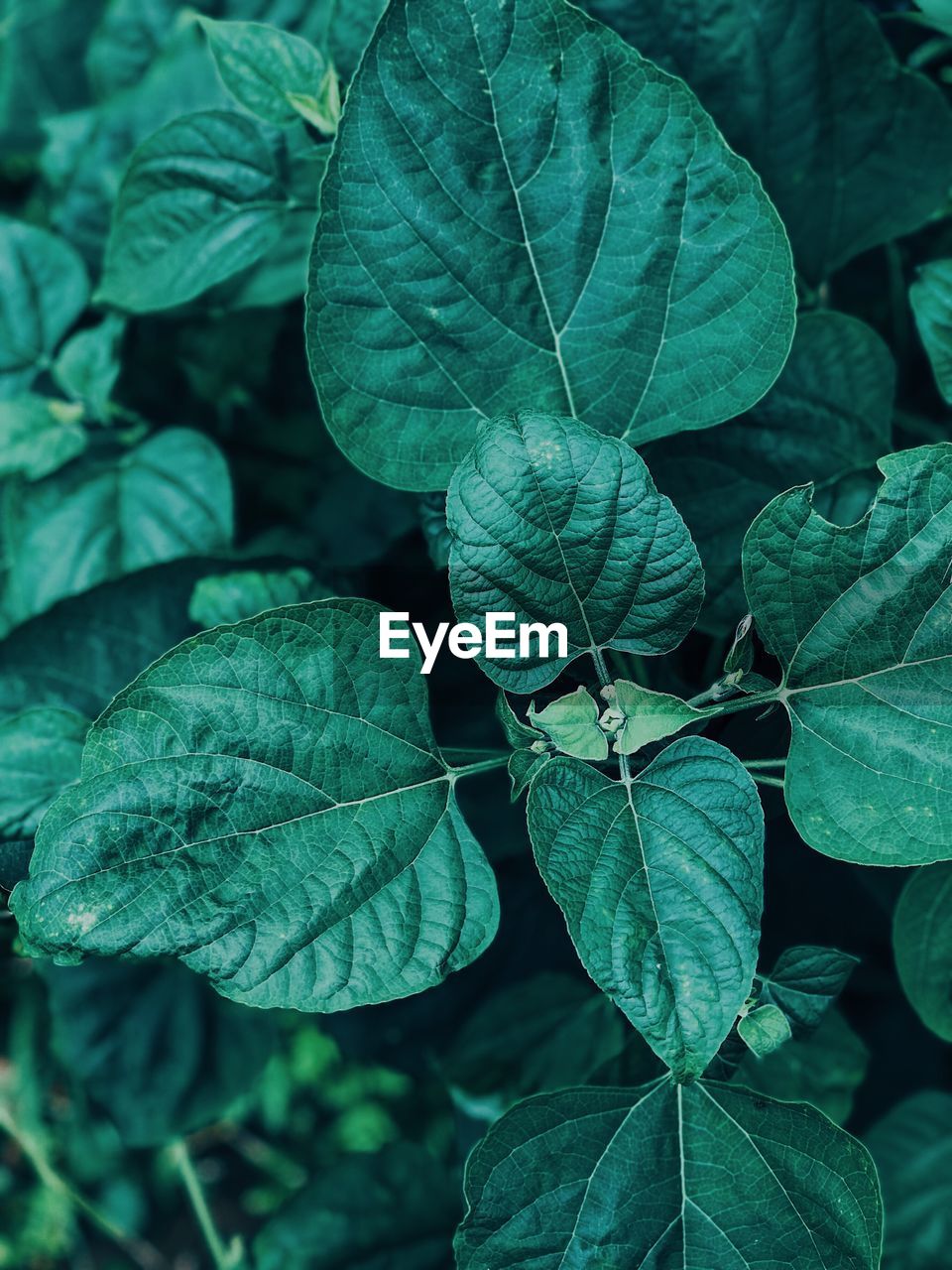 Close-up of green leaves