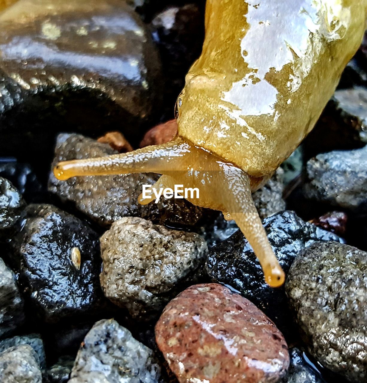 Close-up of rocks on rock