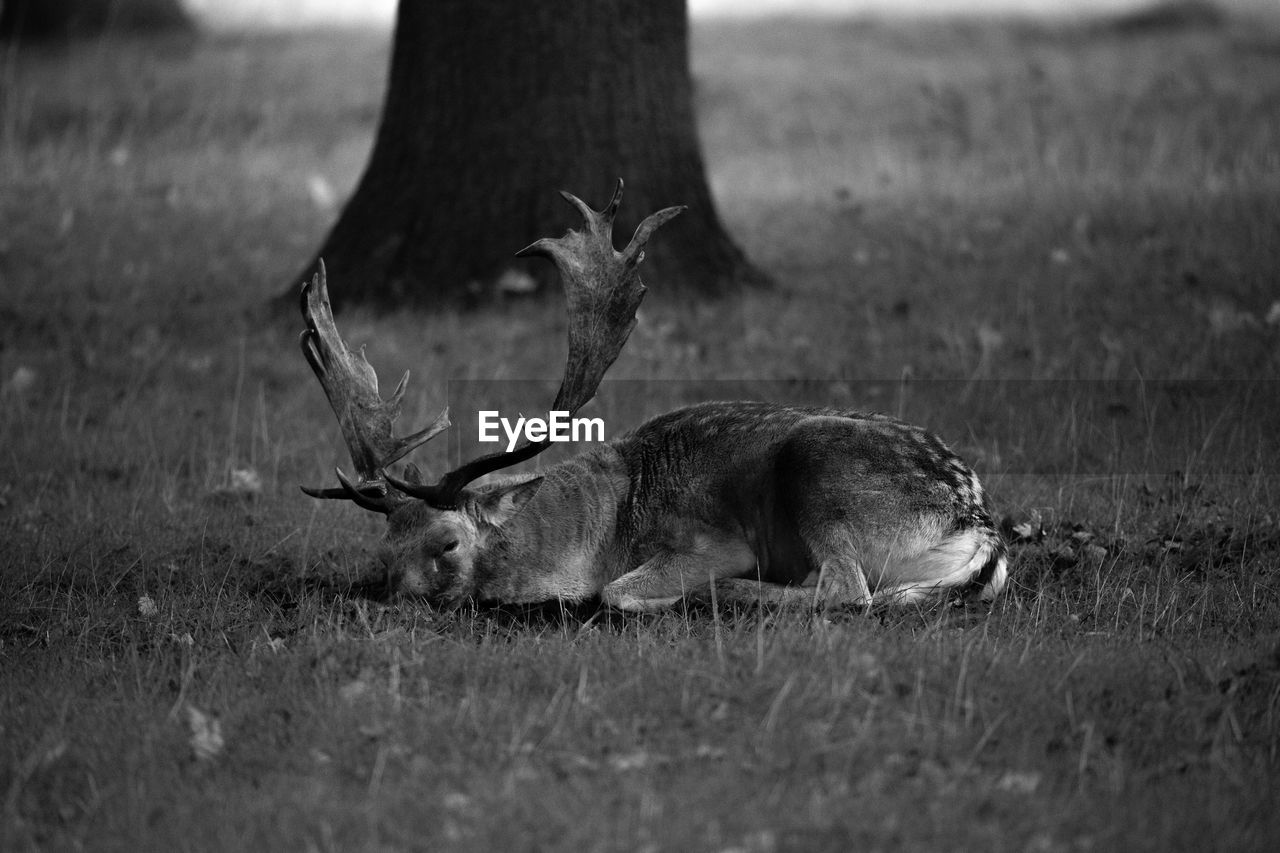 Deer resting on field