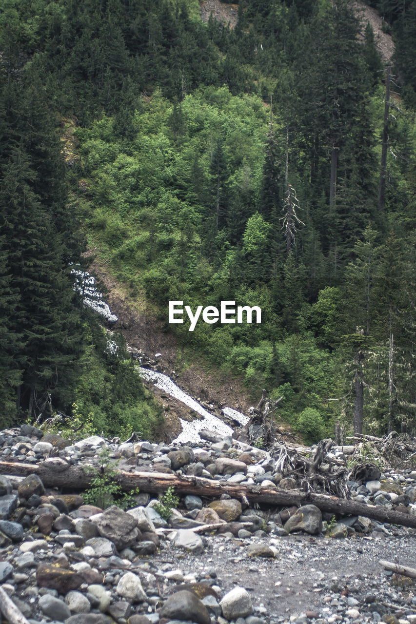 High angle view of trees growing in forest