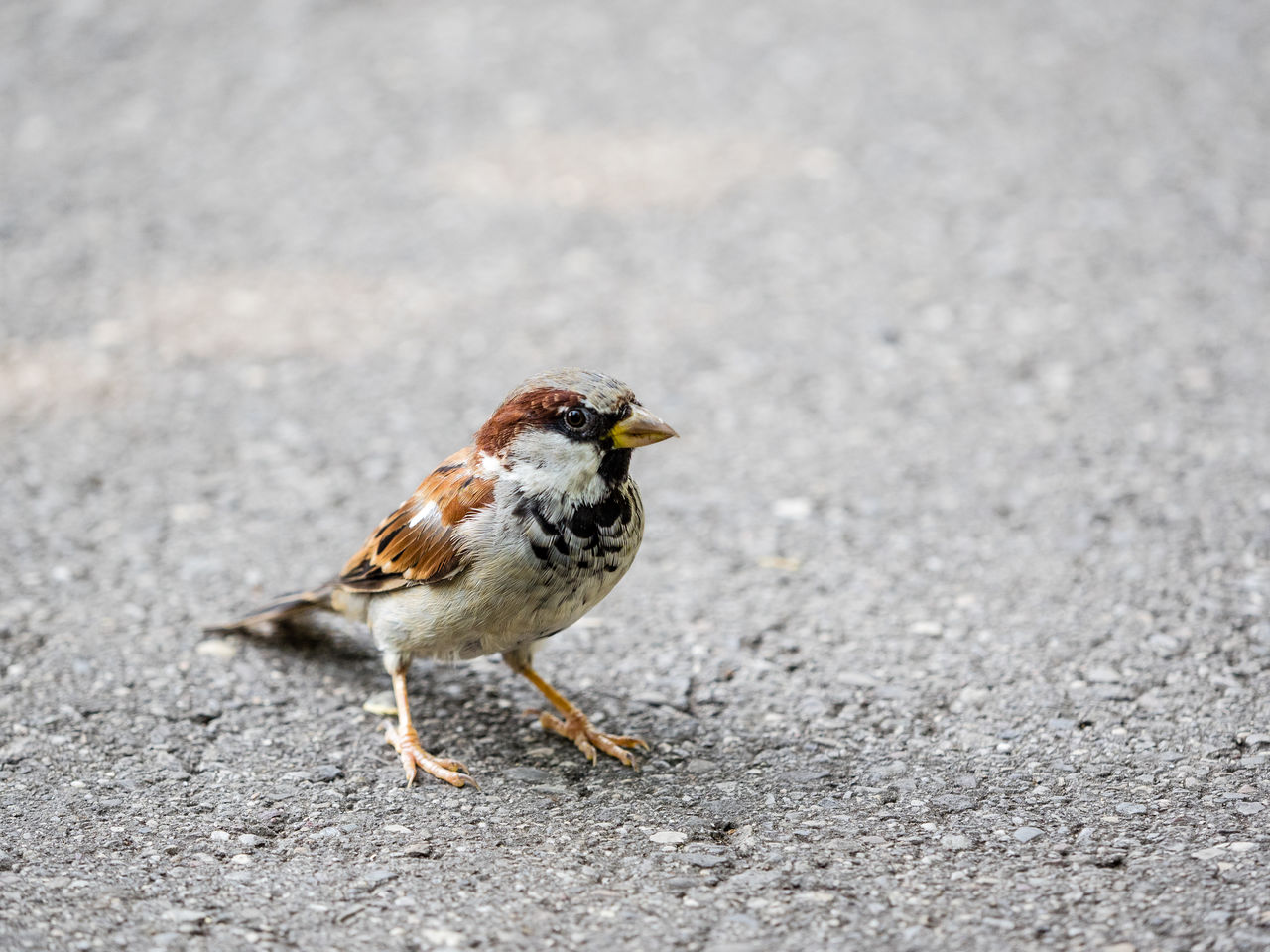 Close-up of bird on footpath