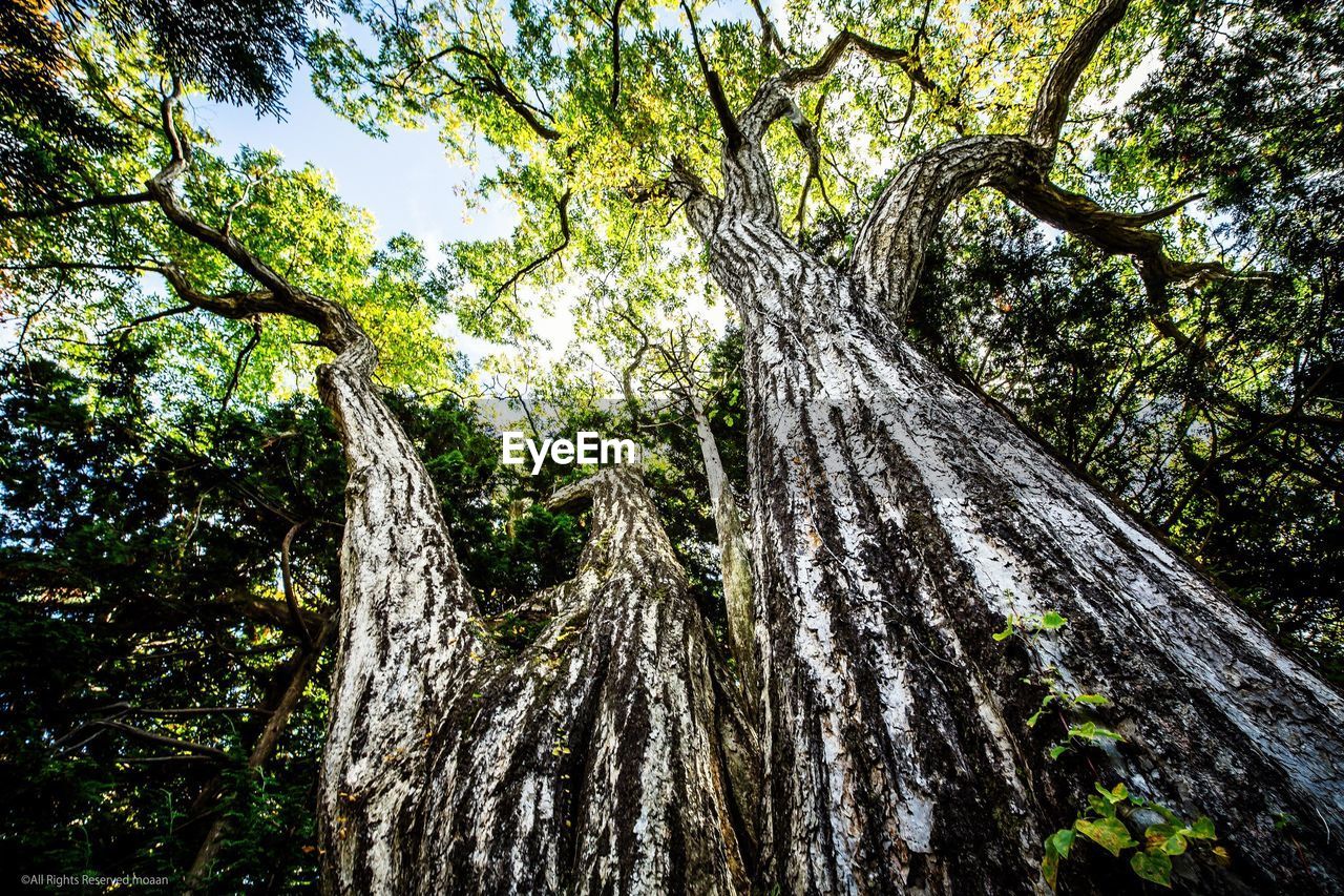 Low angle view of trees against sky