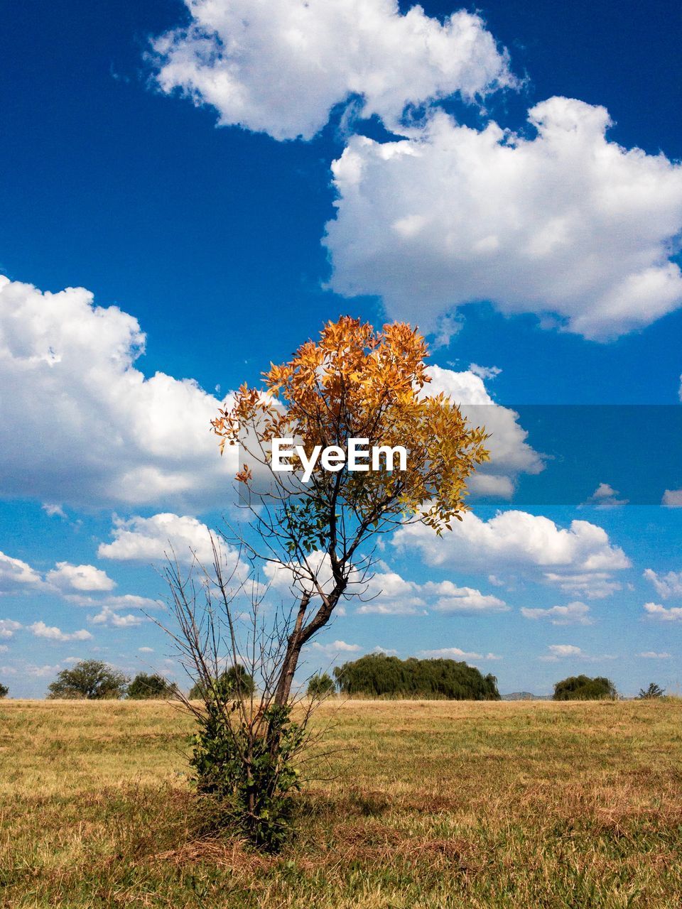 Tree on field against sky