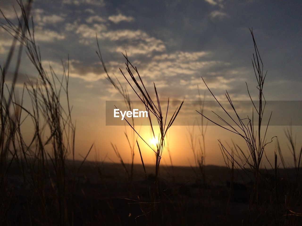 CLOSE-UP OF WHEAT FIELD AT SUNSET