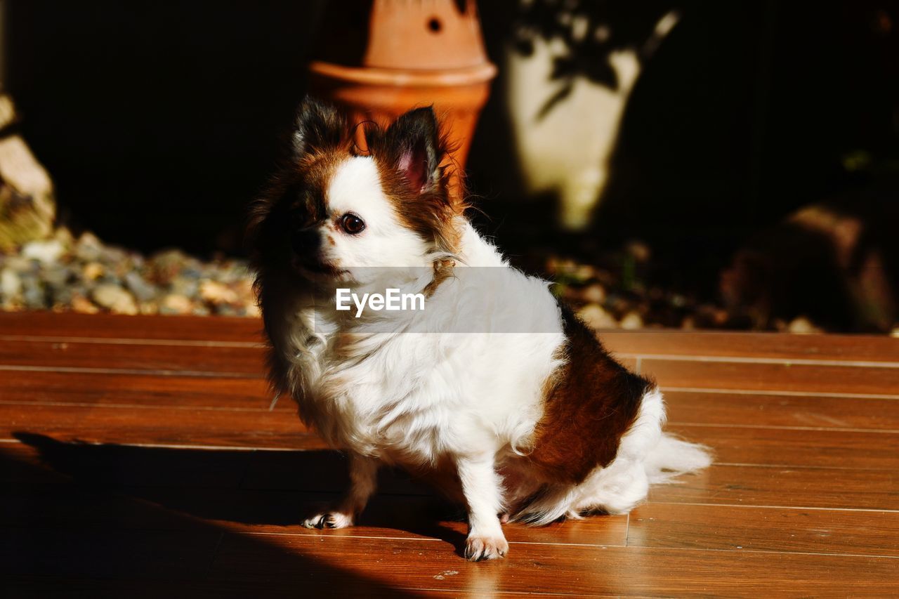 PORTRAIT OF DOG LOOKING AWAY