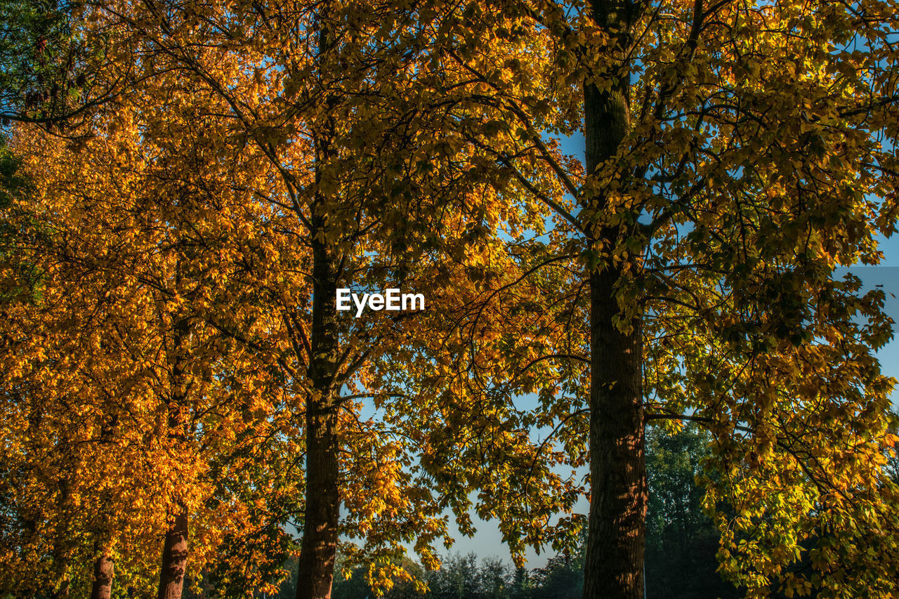 Low angle view of maple tree in forest during autumn