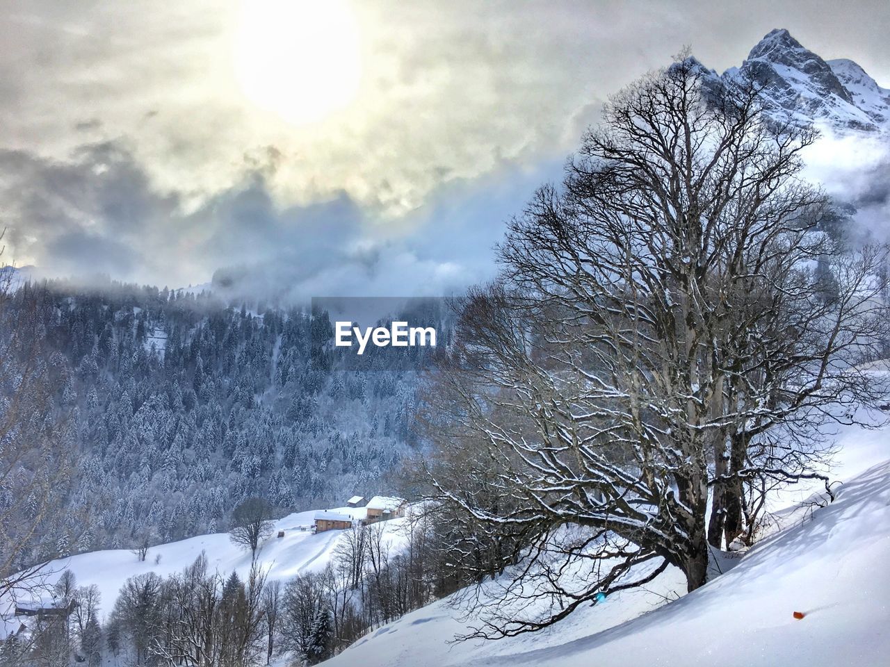 Snow covered trees against sky