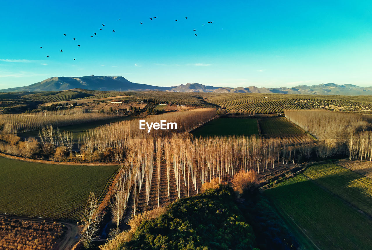 scenic view of field against clear sky