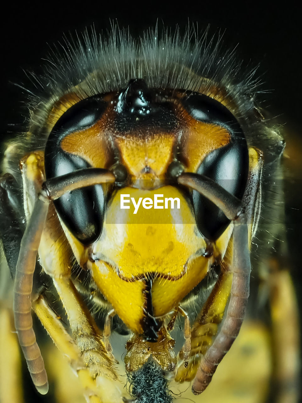 CLOSE-UP OF BEE POLLINATING FLOWER