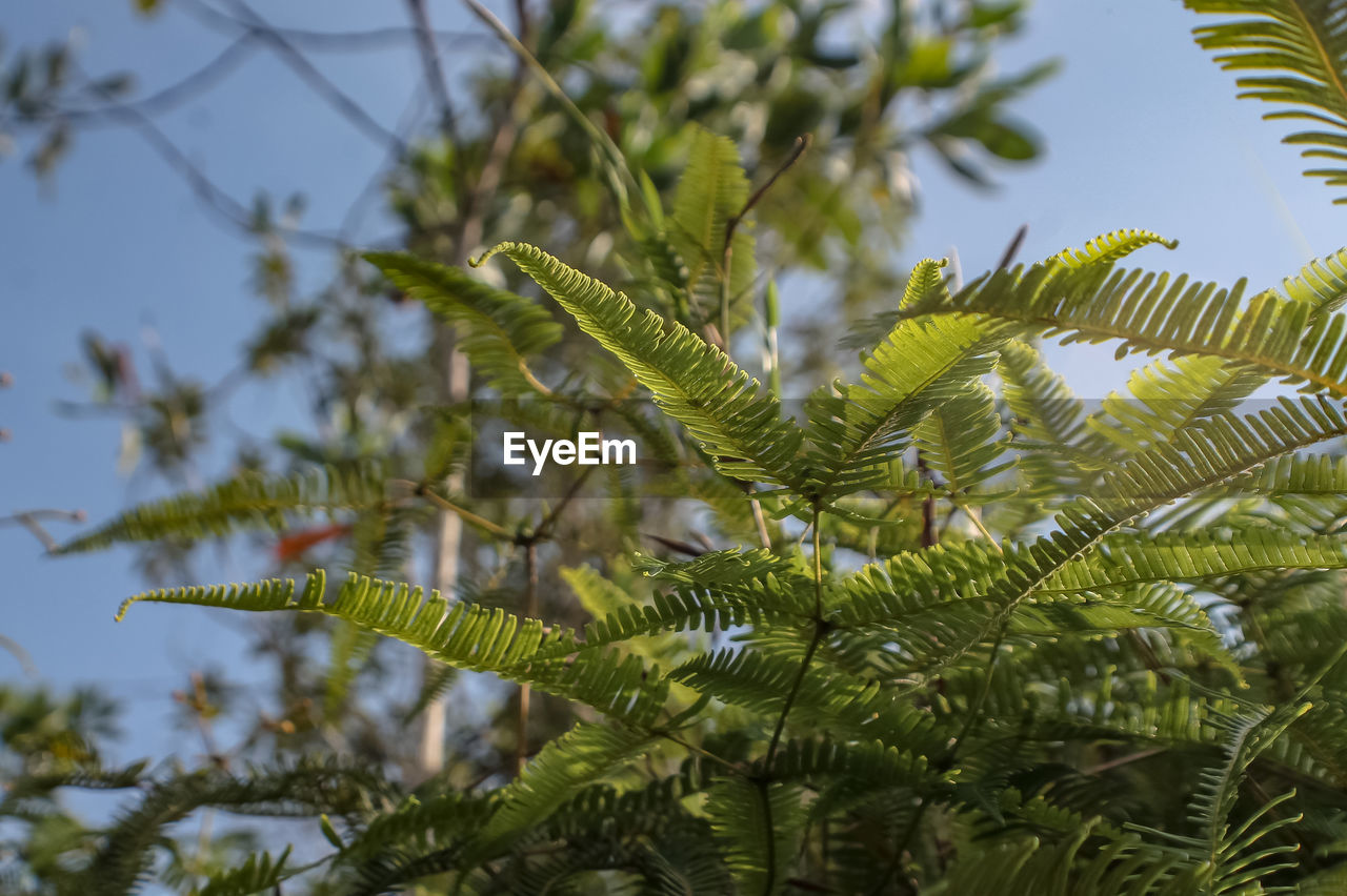 Close-up of pine tree