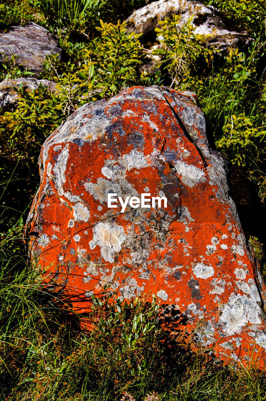 PLANTS GROWING ON ROCKS