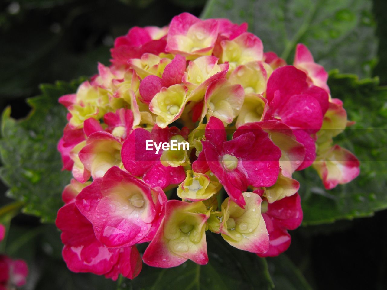 CLOSE-UP OF WET PINK FLOWERS BLOOMING