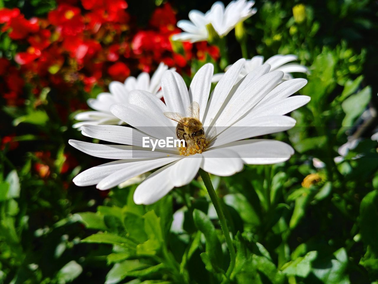 Close-up of insect on white flower