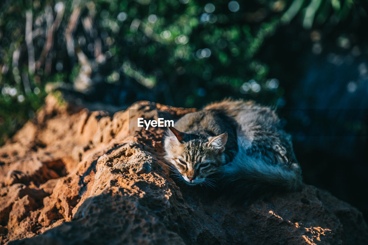 Cat relaxing on rock