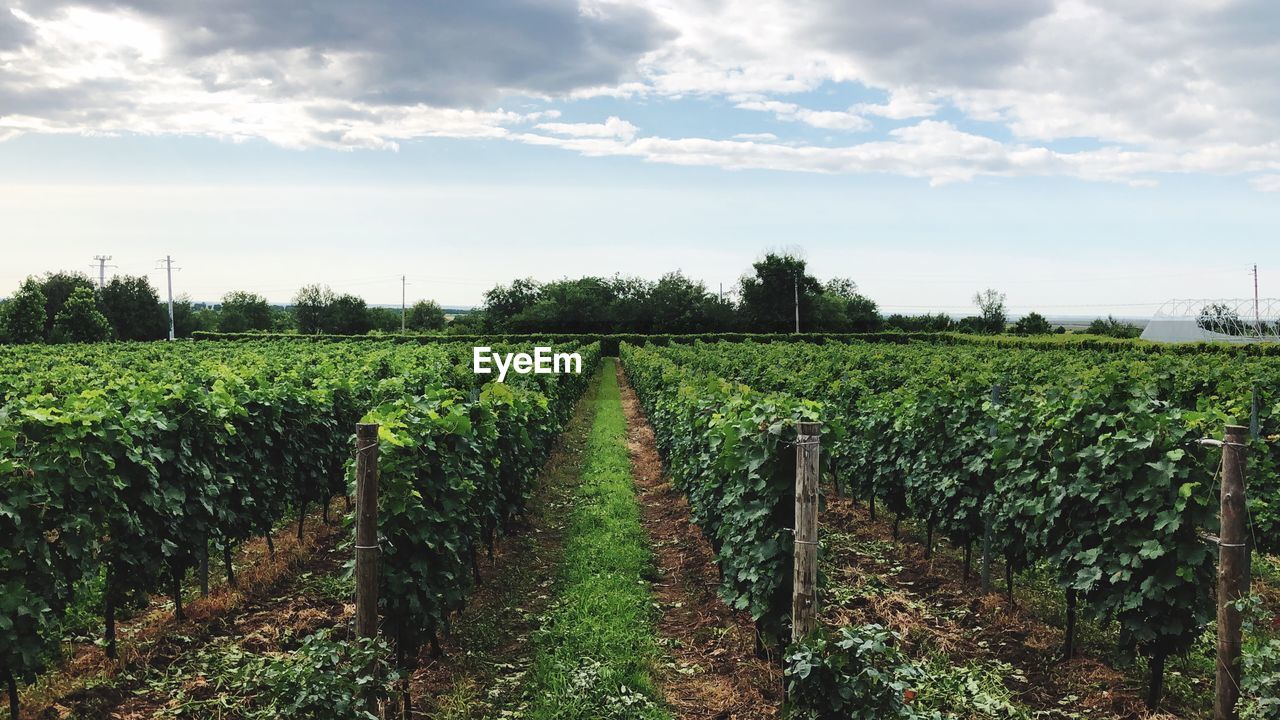 Scenic view of agricultural field against sky