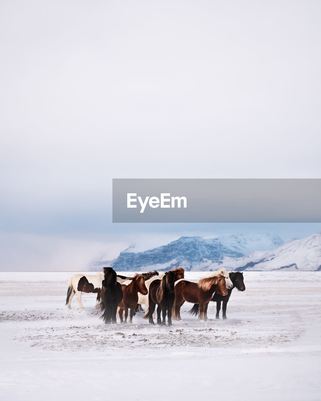 Horses on a snow covered land